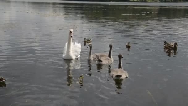 美丽的天鹅鸟在池塘 — 图库视频影像