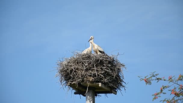 Zwei Weißstörche in einem Nest vor blauem Himmel an einem sonnigen Sommertag — Stockvideo