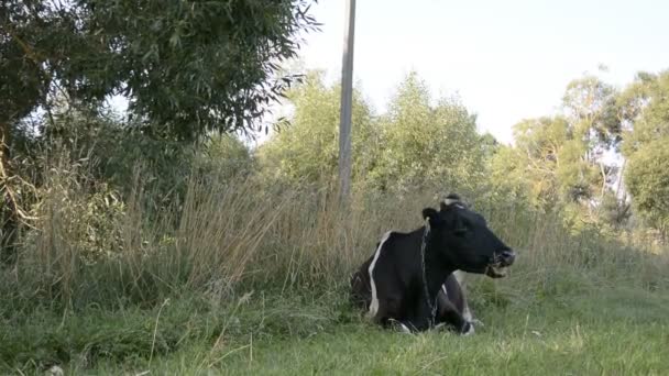 Vaca comendo grama verde no pasto de verão — Vídeo de Stock