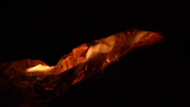 Φωτιά στο δάσος νύχτα — Αρχείο Βίντεο
