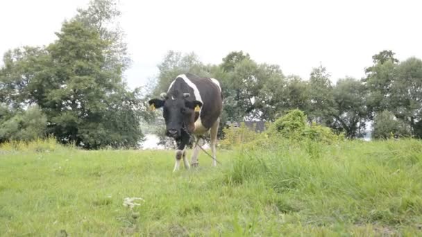牛は草を食べる — ストック動画