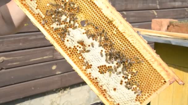 Apicultor que sostiene un panal lleno de abejas y apicultor que inspecciona el panal — Vídeo de stock