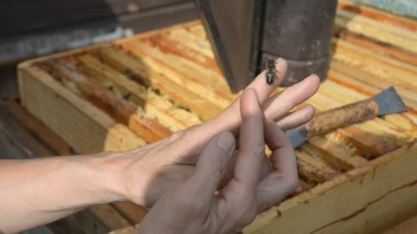 Vista da vicino dell'apicoltore femmina che tiene in mano un'ape piccola — Video Stock