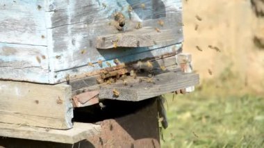 Çiftlikte eski arı uli