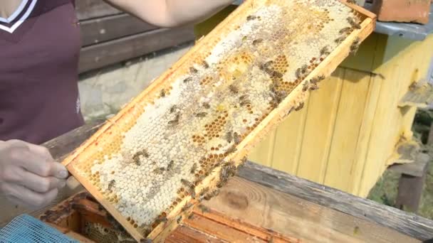 Apicultor que sostiene un panal lleno de abejas y apicultor que inspecciona el panal — Vídeo de stock