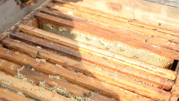 Beekeeper holding a honeycomb full of bees — Stock Video