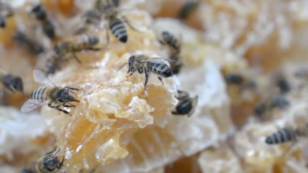 med a včely se blíží