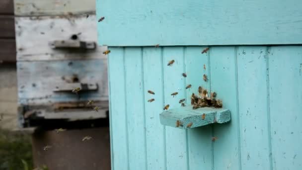 Honey Bee volando alrededor de Beehive — Vídeos de Stock