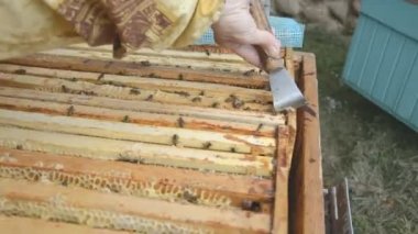 arıcı bir ev kovanı propolis toplar