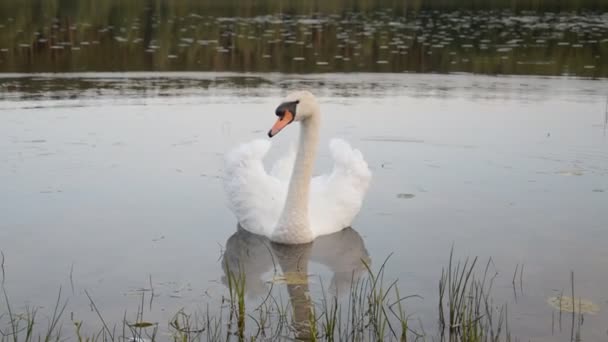 Beautiful white swan swims in the city pond — Stock Video