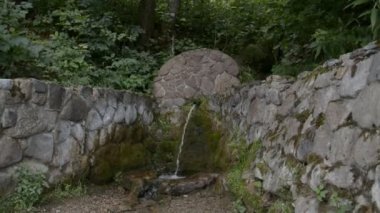 Orman Yağmur Ormanlarında Kaynak Suyu