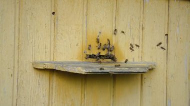 Kovanlarına giden arılar