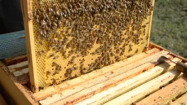 Eine Imkerin im weißen Schutzanzug zieht ein Holzgestell mit Waben hervor, auf dem Bienen aus dem Stock kriechen — Stockvideo