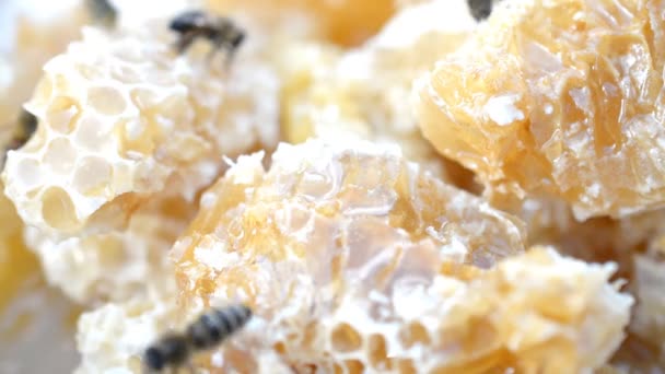 Les abeilles qui travaillent travaillent travaillent en nid d'abeille avec du miel, concept de travail d'équipe 