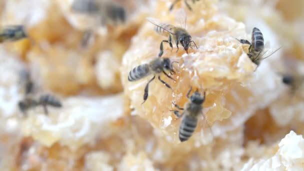 csapatmunka koncepció: mézsejt és méh közeli