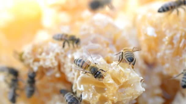 Pila de células de miel — Vídeos de Stock