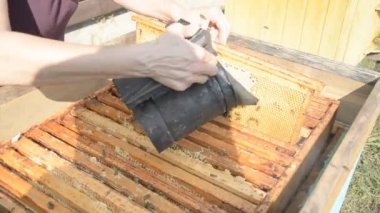 Çalışma arılar petek bal ile çalışmak