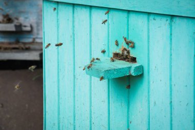 Arıcılık, iş yerinde arıcı