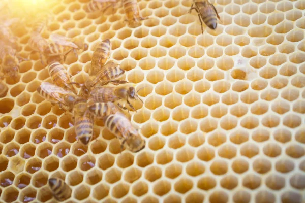 ใกล้ชิดผึ้งบนรังผึ้งในผึ้ง — ภาพถ่ายสต็อก