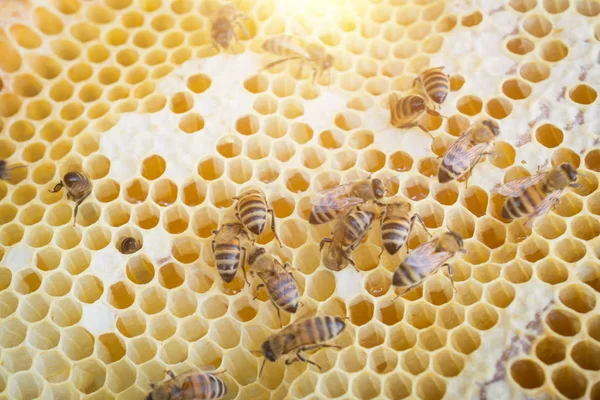 ミツバチの極端なクローズアップ — ストック写真