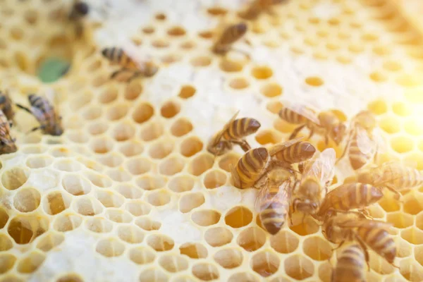 ミツバチハイブのフレーム, 養殖 — ストック写真