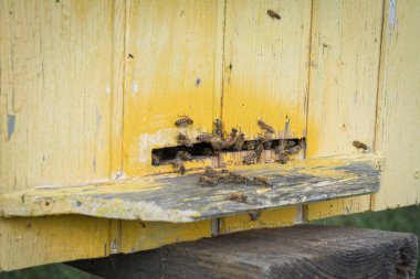 Ön kovan girişindeki arılar yakın