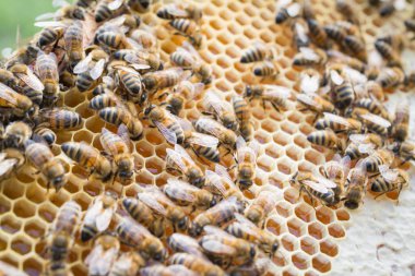 takım çalışması kavramı, işçi tarakları ile Arı çerçevesi