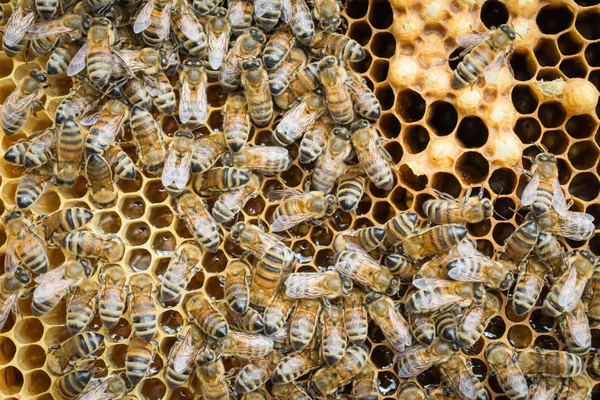 ハニカムでミツバチの世話をする養蜂家の蜂の巣 — ストック写真
