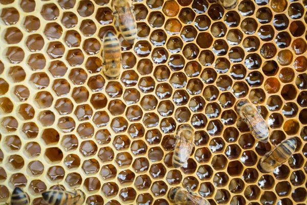 ハニカム上働く蜂のビューを閉じる — ストック写真