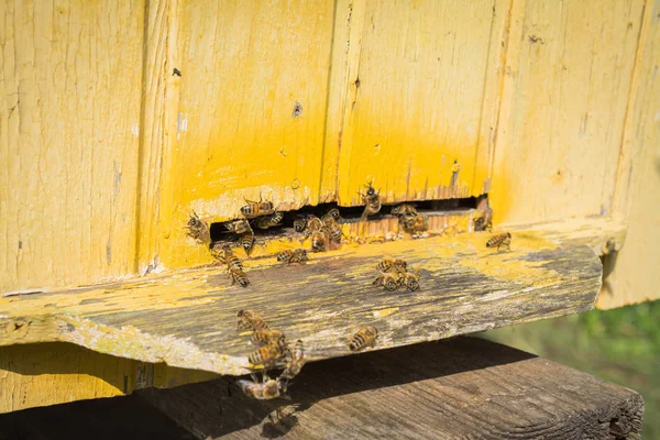 Ruches d'abeilles dans le rucher — Photo