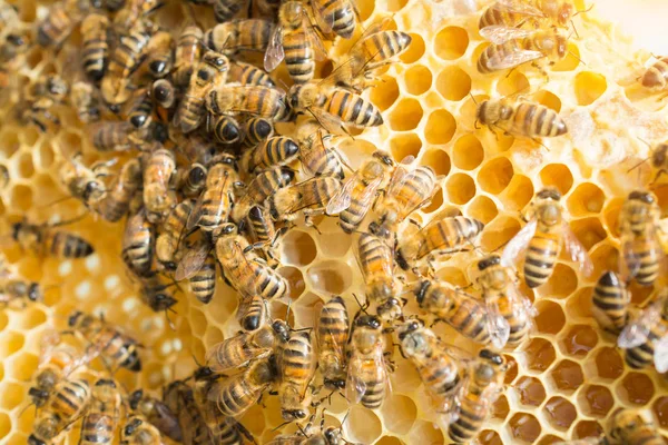 กรอบรังผึ้ง — ภาพถ่ายสต็อก