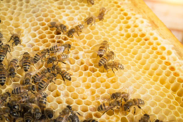 ผึ้งบนรังผึ้ง — ภาพถ่ายสต็อก
