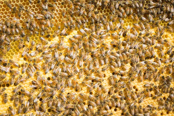 ミツバチを間近で見ることができます — ストック写真