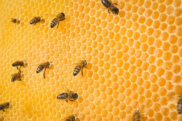 Vista de cerca de las abejas que trabajan —  Fotos de Stock