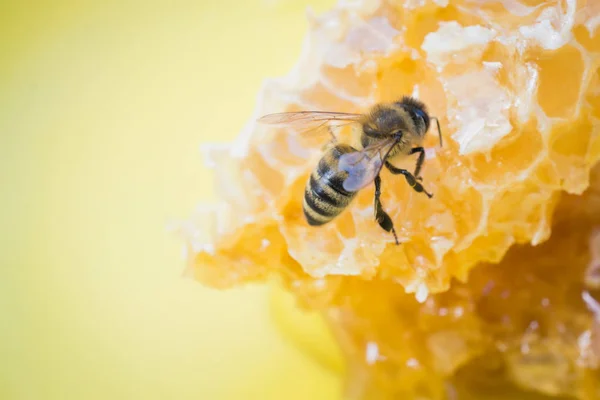 蜂と新鮮な蜂蜜のスライス — ストック写真