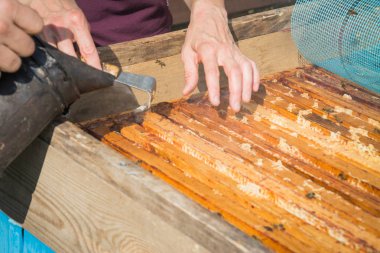 Arı ile çalışan arıcı