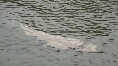 kentsel bir ortamda nehir ve göletlerin endüstriyel kirlilik sorunları, bir kentsel gölet kirli bir endüstriyel leke