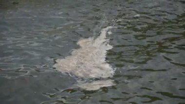 kentsel su kütlelerinde kimyasal çöp, insan yaşamı ile ilgili süreçler ile çevre kirliliği sorunu kavramı