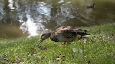 bir arka plan üzerinde ördekler ile şehir gölet