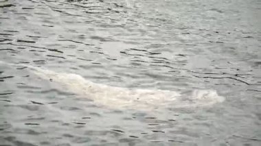 Kirli Su'da akan çöp