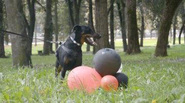 komik video, küçük bir siyah köpek bir şehir parkı çim üzerinde balonlar ile oynanır