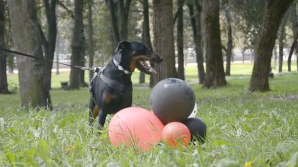 Vídeo engraçado, um pequeno cão preto é jogado com balões na grama em um parque da cidade — Vídeo de Stock