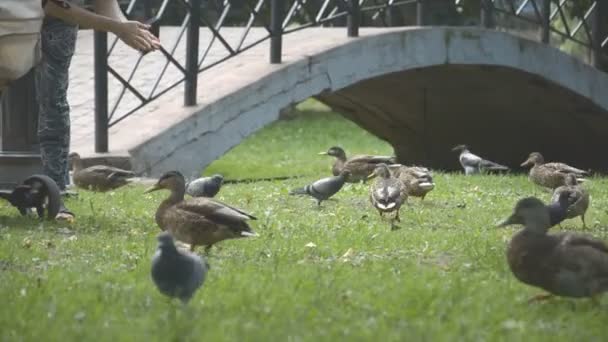 Οι πάπιες στο πράσινο πάρκο σε μια όμορφη καλοκαιρινή μέρα — Αρχείο Βίντεο
