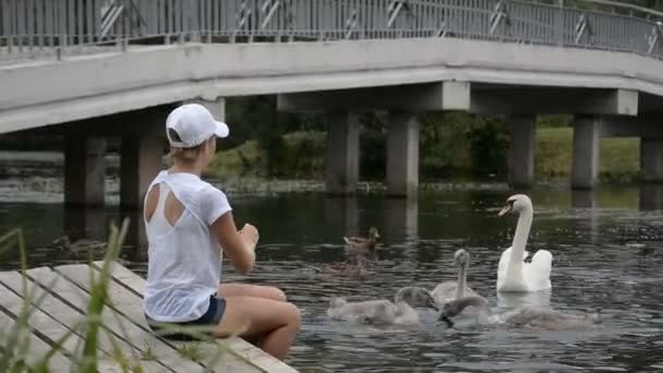 湖で2羽の白鳥とアヒルに餌をやっている女性 — ストック動画