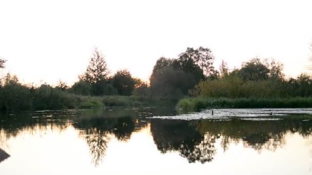 Paysage forestier fluvial — Video