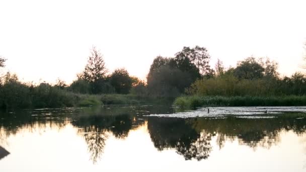 Bosque fluvial paisaje — Vídeos de Stock