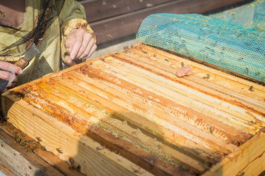 Bal hücre çerçevesi