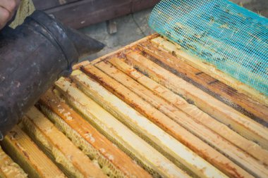 Bal hücre çerçevesi