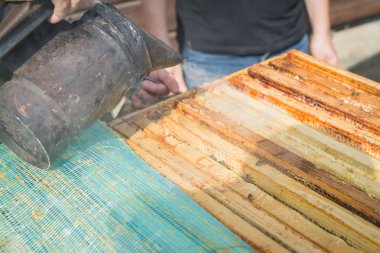 elinde duman ile bir arıcı gibi giyinmiş bir arıcı arılar ile kovan hizmet vermektedir