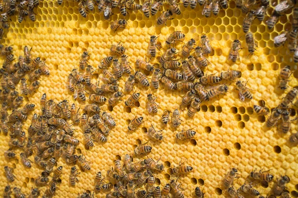 Teamwork-Konzept: Honigzelle mit Bienen — Stockfoto
